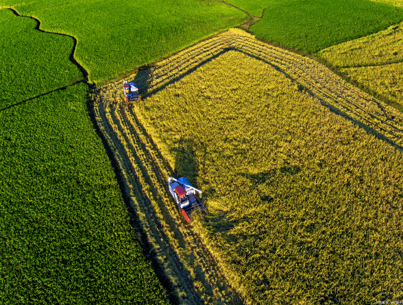 農(nóng)藥消泡劑