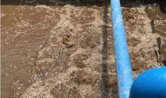 (圖:南輝客戶生化污水池起泡場景)